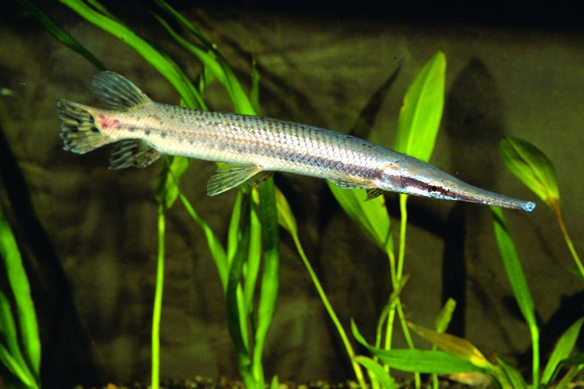 Florida Spotted Gars (10-12″)   Lepisosteus Platyrinchus – Ornamental 