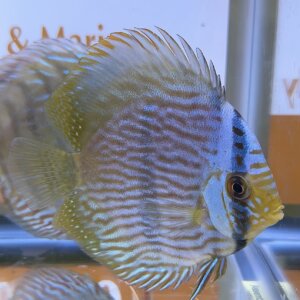 DISCUS