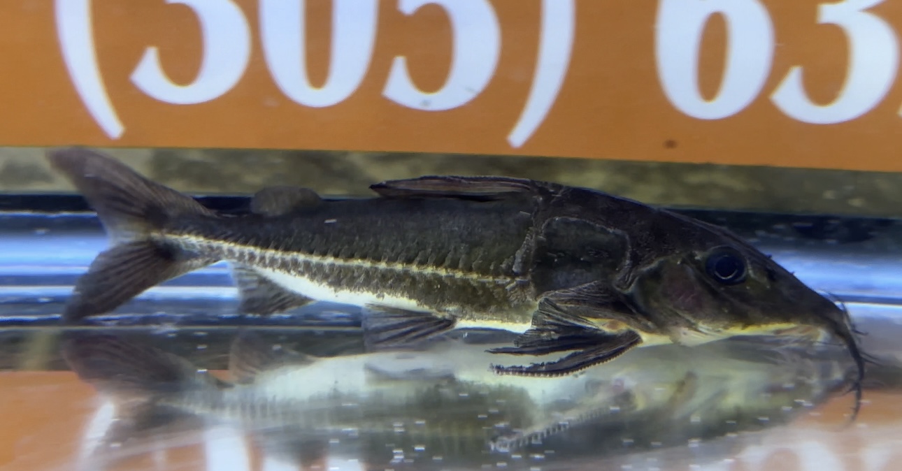 BLUE RIPSAW CAT / NEMADORAS HEUMERALES – Ornamental Fish Imports