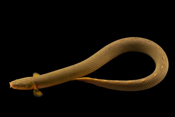 ROPE FISH (8-10″) / ERPETOICHTLYS CALABARICUS – Ornamental Fish Imports